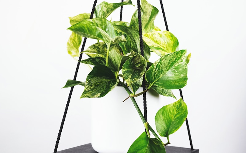 足球运动员高举冠军奖杯庆祝胜利的荣耀时刻